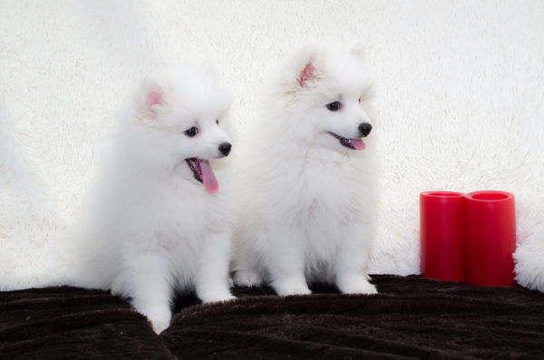 Spitz japonais sur fond blanc