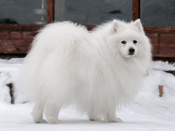 Description de la race Spitz japonaise