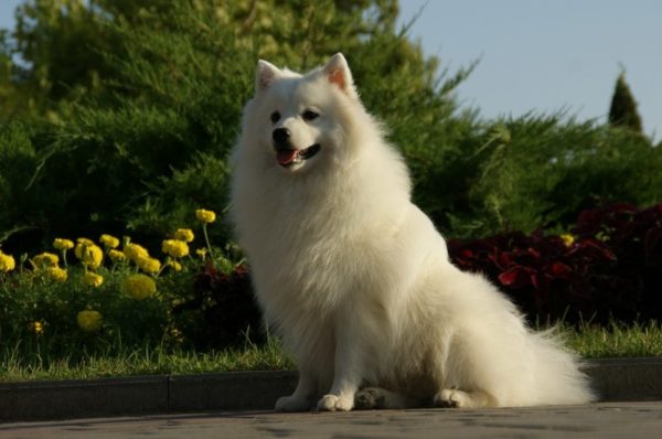 Spitz japonais est assis