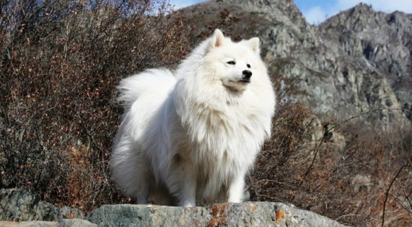 Le spitz japonais se dresse