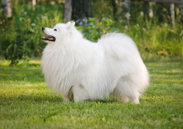 Belle Spitz Japonaise