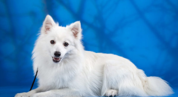 Beau spitz japonais sur fond bleu