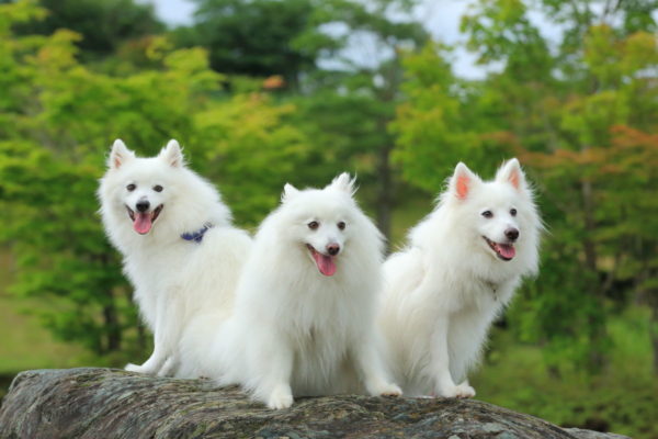 Spitz japonais