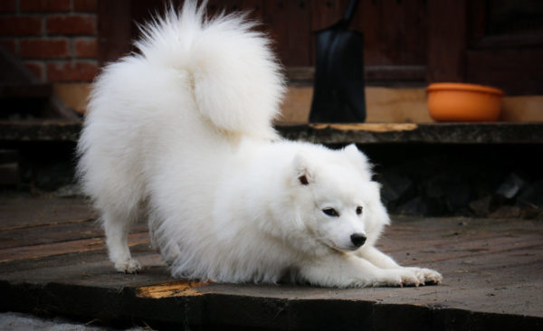 Spitz japonais drôle
