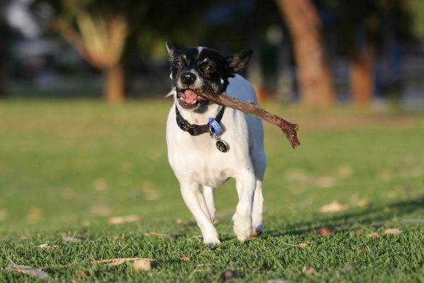 Terrier japonais avec un bâton