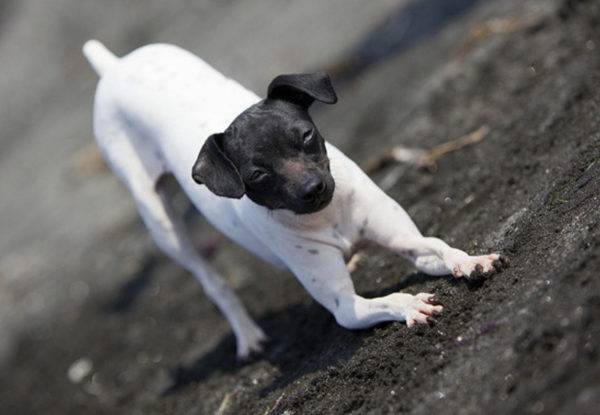 Terrier japonais s'étire