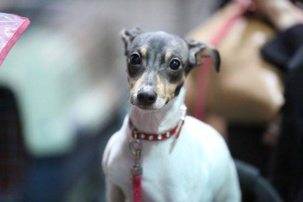 Terrier japonais avec un collier rouge