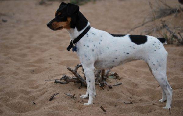 Description de la race Terrier Japonais