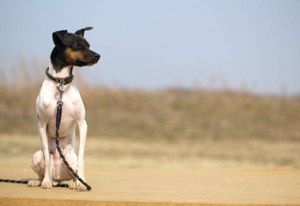 Terrier japonais est assis