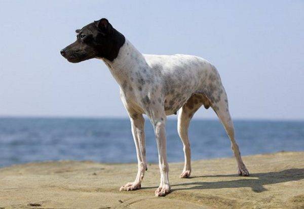 Terrier japonais en mer