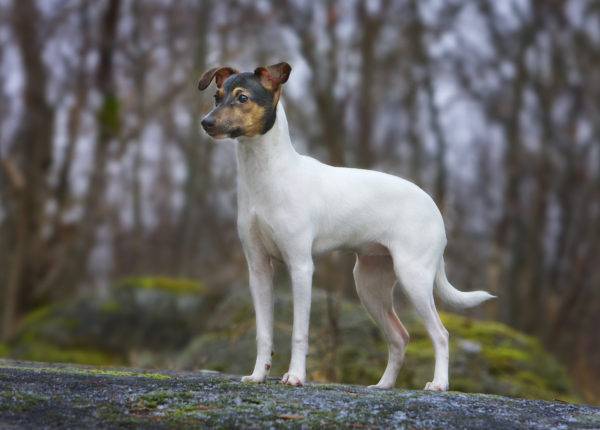 Terrier japonais dans la forêt
