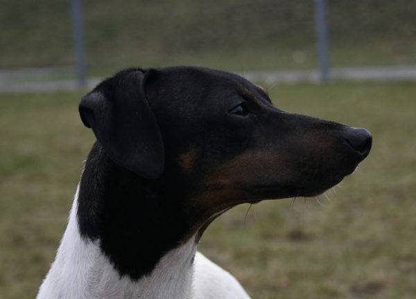 Terrier japonais regarde