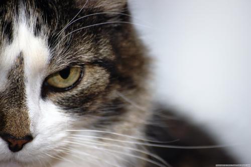 Langage corporel de votre chat