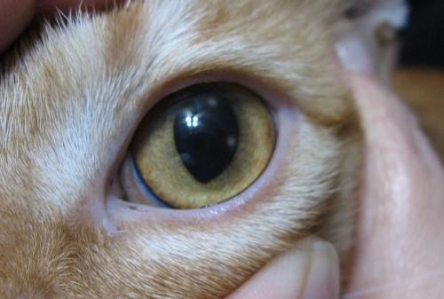 Ulcère cornéen chez le chat - symptômes, diagnostic et le traitement