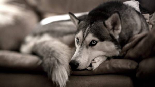 Ulcère cornéen chez les chiens lire l'article
