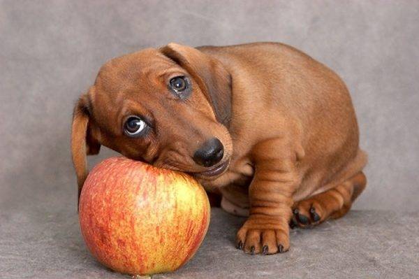 chien