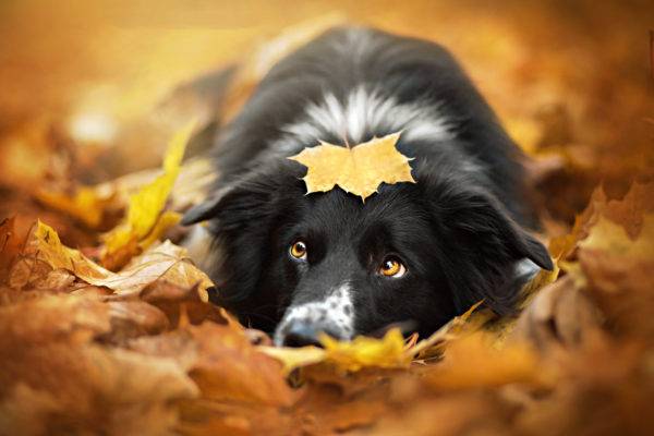 chien dans le feuillage