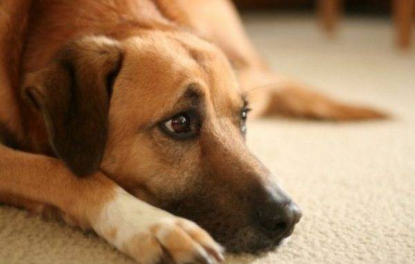 le chien ment