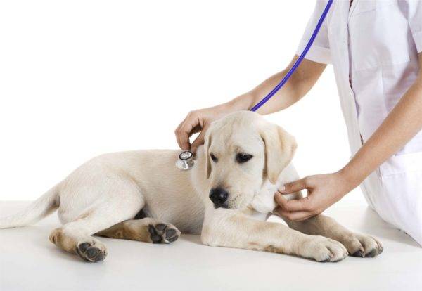 chien chez le vétérinaire