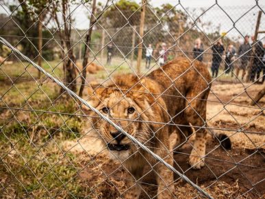 Une liberté inattendue et une nouvelle vie pour trois lionnes et un lionceau