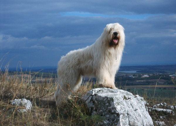 Berger russe du sud