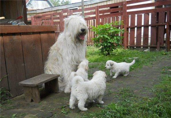 Chiots du berger russe du sud