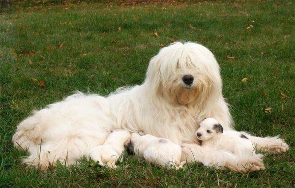 Berger russe du sud avec des chiots