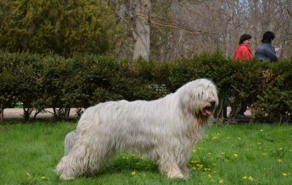 Berger du sud de la Russie dans le parc