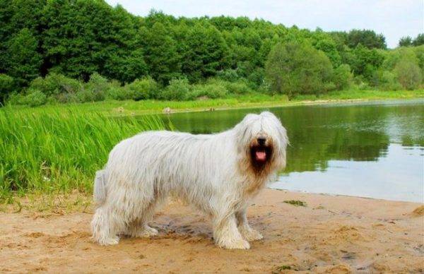 Berger du sud de la Russie près du lac