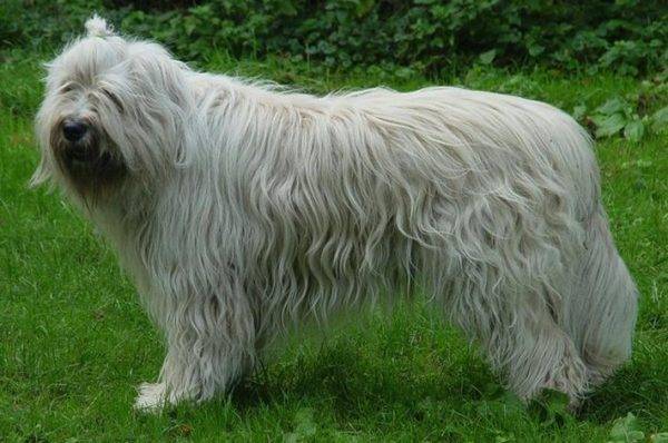 Description de race de chien de berger russe du sud