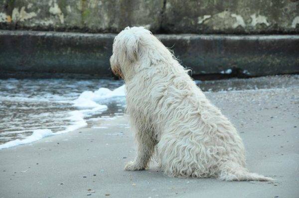 Chien de berger de Russie du Sud est assis