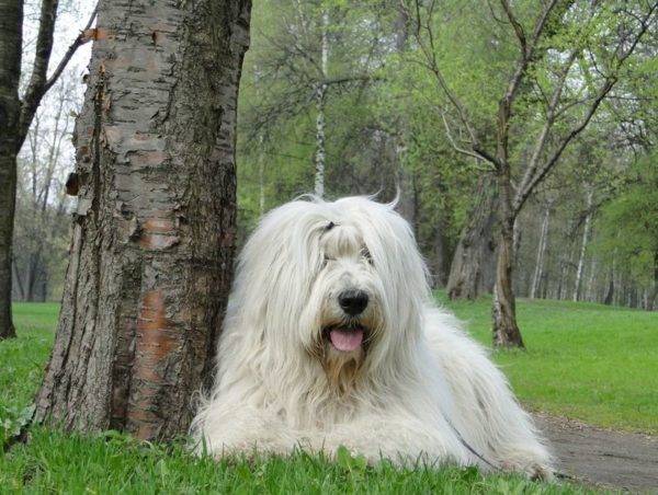 Chien de berger de Russie du Sud se trouve
