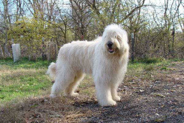 Berger sud russe en promenade